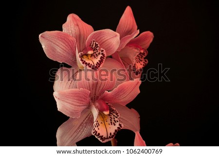 Orchid - Colorful Flowers

Photography set with black background, and white and coloured lights. 