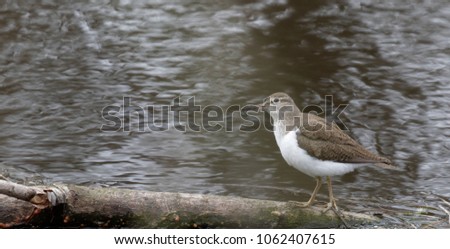 Solitary sandpiper (Tringa solitaria) by the water edge. Wild nature of Ukraine. Free nature. Bird in the water. A beautiful picture of bird life. Wild Animals.