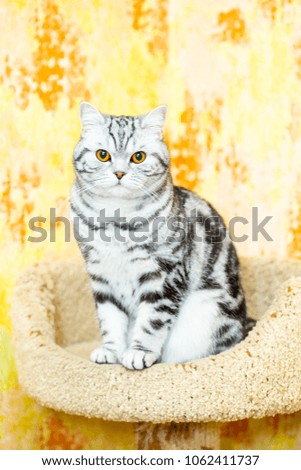Shorthair British kitten (color Blotched tabby) sits in her house