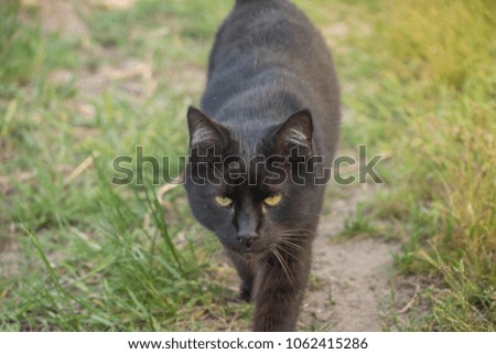 black cat walks along the path. black cat
