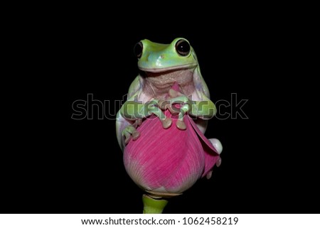 Tree frog, dumpy frog on bud, water lily
