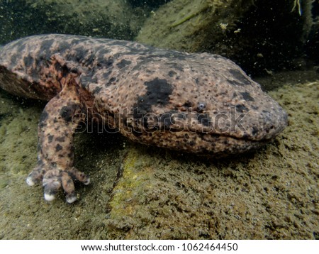 Japanese Giant Salamander Dwelling in Rivers of Japan Royalty-Free Stock Photo #1062464450