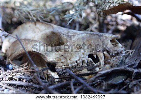 Possum Skull in the Ground