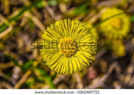 Yellow flower from above