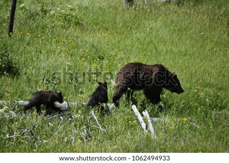 Adult Mother Grizzly Bear with Two Cubs - Yellowstone National Park