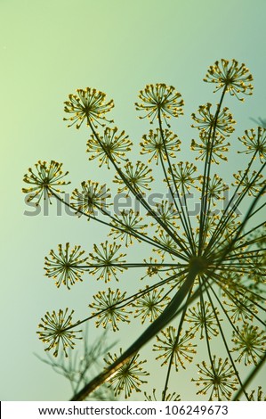 Fennel in garden in contra light, shallow depth of field image.