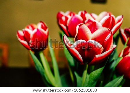 Red Tulips with 