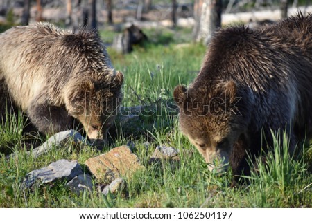 Adult Mother Grizzly Bear and Bear Cub - Yellowstone National Park