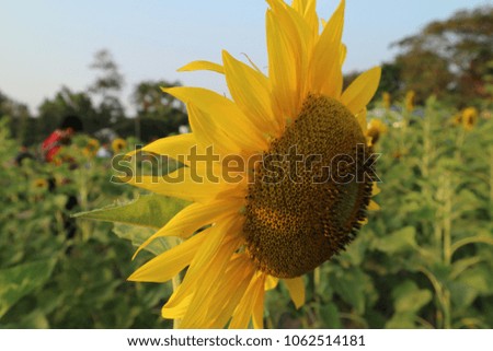flowers ,sunflower flower