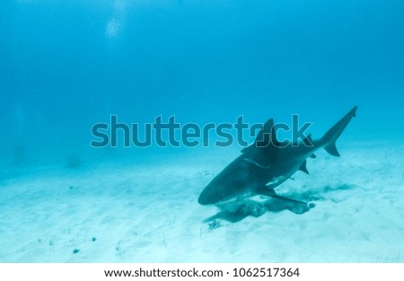 Bull Shark at Tigerbeach, Bahamas