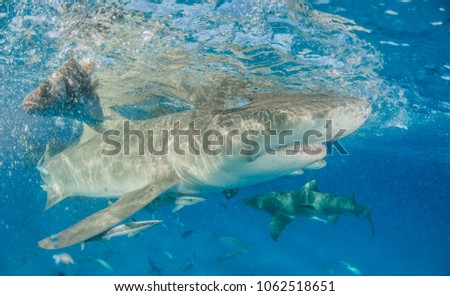 Lemon Shark at the water surface at Tigerbeach, Bahamas