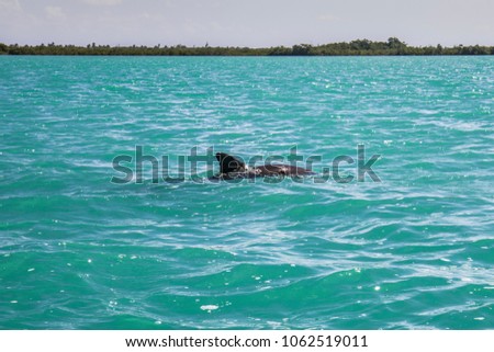 Two dolphins swimming in turquoise water in the lagoon of Sian Ka'an in Quintana Roo, Mexico