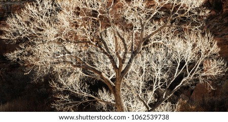 Backlit dead cottonwood trees viewed from Calf Creek Trail, Grand Staircase-Escalante National Monument and Zion National Park, Utah Royalty-Free Stock Photo #1062539738