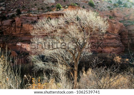 Backlit dead cottonwood trees viewed from Calf Creek Trail, Grand Staircase-Escalante National Monument and Zion National Park, Utah Royalty-Free Stock Photo #1062539741