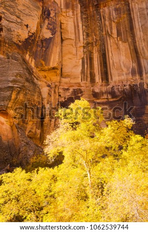 A cottonwood tree showing yellow fall colors and a sandstone wall viewed from Calf Creek Trail, Grand Staircase-Escalante National Monument and Zion National Park, Utah Royalty-Free Stock Photo #1062539744