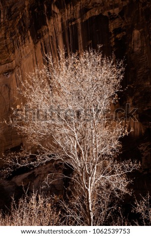 Backlit dead cottonwood trees viewed from Calf Creek Trail, Grand Staircase-Escalante National Monument and Zion National Park, Utah Royalty-Free Stock Photo #1062539753