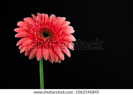 Red Flower Image