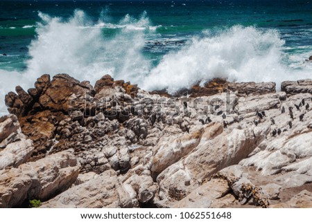 Penguins on the coast of Africa, the coastline. Waves break against the coast, splashes