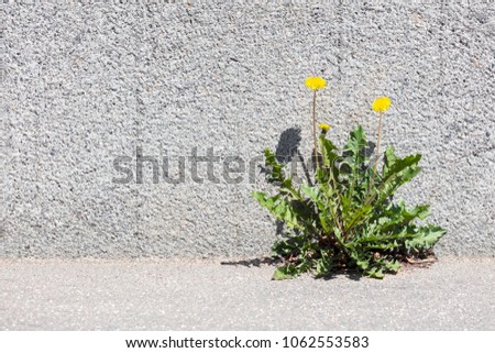 yellow dandelion growing between sidewalk and stone wall. front view. Royalty-Free Stock Photo #1062553583