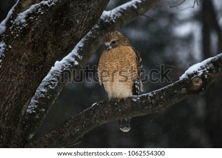 Hawk perched on a red maple tree branch during a gentle winter snowfall in Connecticut USA