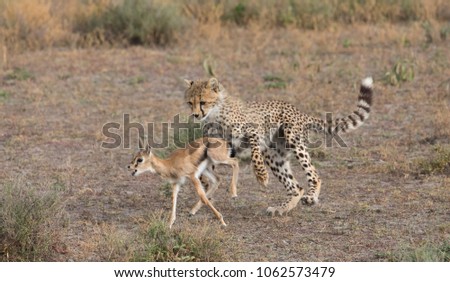 Young cheetah is hunting on thomson's gazelle.  It is a good pictures of wildlife. Photos made with short distance and excellent light.