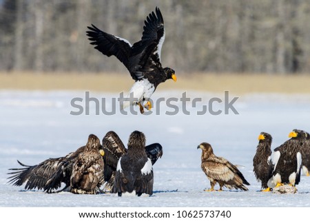 Flying rare eagle. Stellers sea eagle, Haliaeetus pelagic, flying bird of prey, with blue sky in background, Hokkaido, Japan. Eagle with nature mountain habitat. Winter scene with snow and eagle.