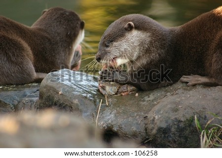 Asian Short-clawed Otter (aonyx cinerea)