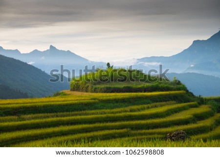Beautiful scenery of rice terraces ripe in y ty, sa pa, Vietnam.
