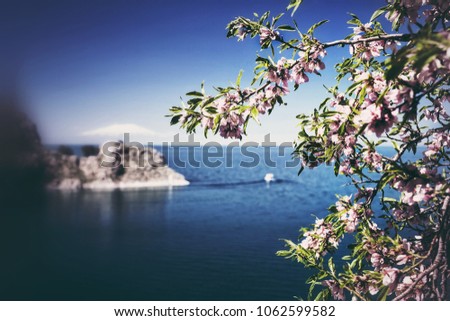 pink spring flowers on tree against sea