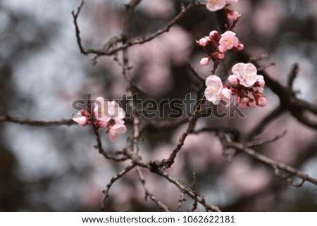 Blossoming of pink cherry blossoms in spring time.(Sakura)