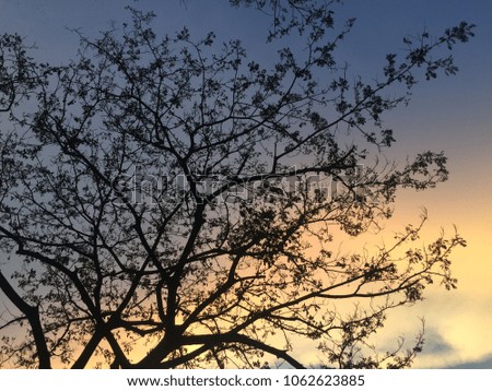 The branches to the sky in the evening