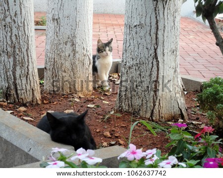 The black cat is sleeping, the other cat is watching it. (Gaziantep - Turkey)