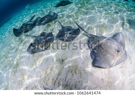Sting Rays in Clear Ocean Waters of Bimini, Bahamas Royalty-Free Stock Photo #1062641474