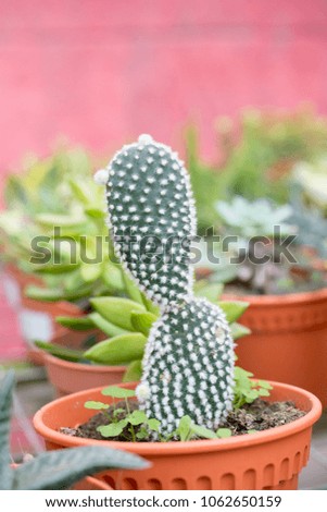 varies cactus plant in the farm cameron highland.