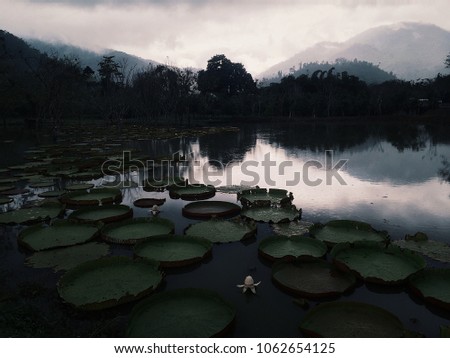 Water lily in the lake at foggy morning