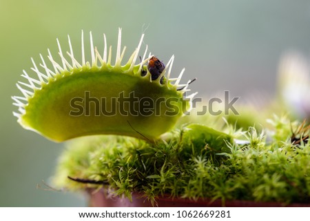 Small Venus's flytrap carnivorous plant with at home in a pot catching a fly