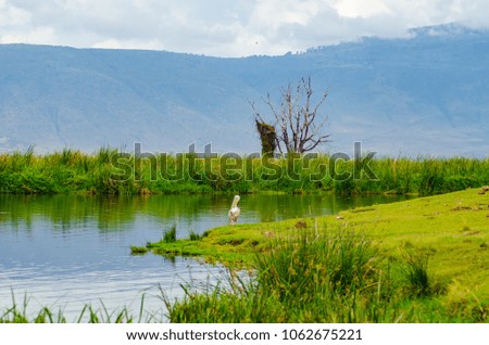 ngorongoro lake landscape with pelican