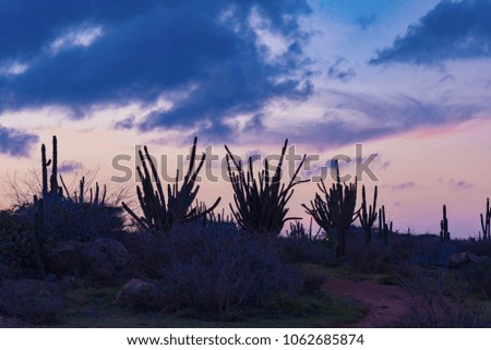 panorama of the desert expanses and with thorny plants of cactus Aruba island at Sunset