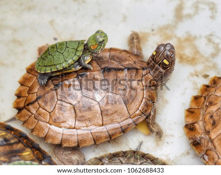 Small green turtle (tortoise) is on carapace(shell) of the big one. (Selective focus)