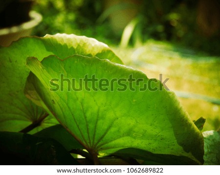 The bright green background of  lotus  leaves.