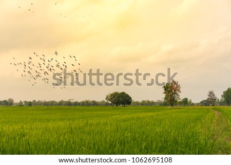 Paddy jasmine rice farm in Thailand