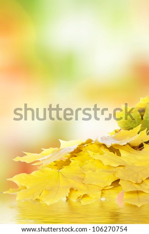 Colorful fall maple leaves