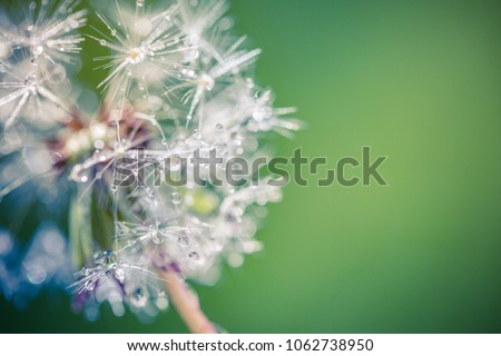 Beautiful nature close-up of dandelion in morning sunlight with dew waterdrops