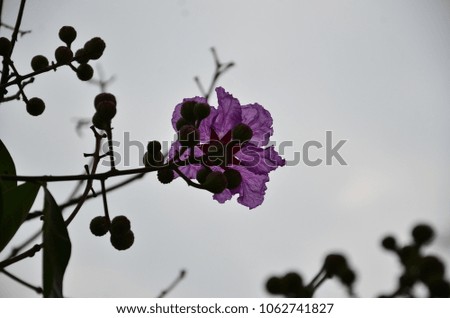 Black silhouette of the flower