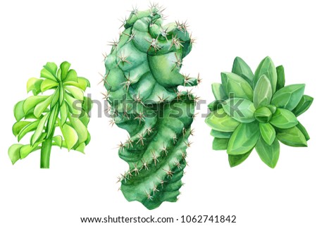 set watercolor illustration, cactus and succulent on isolated white background