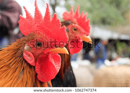 Close up of Chicken head at the farmer market. Rooster head. Selective focus. Blurred background.