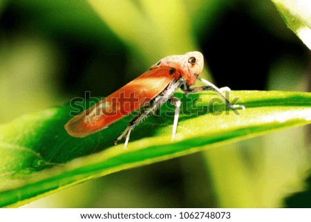 Close up orange insect on leaf