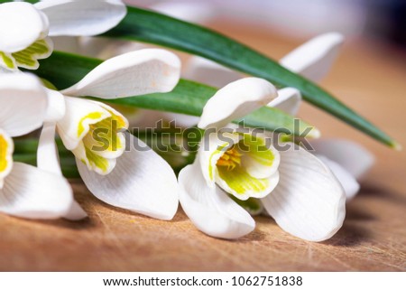 Spring snowdrop flowers on wooden background. Macro shot