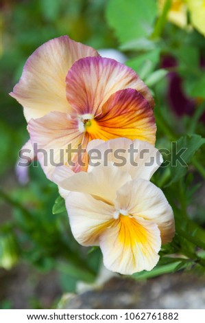 two beautiful flowers, heart's ease, kiss me quick, kiss-me-quick, love in idleness, pansy