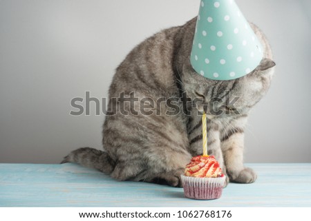 Cat with a cap and cake with a candle, on a light background